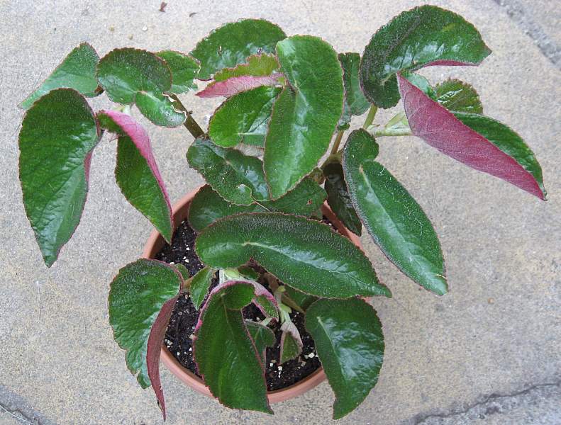 B. ‘Palomar Pirate’